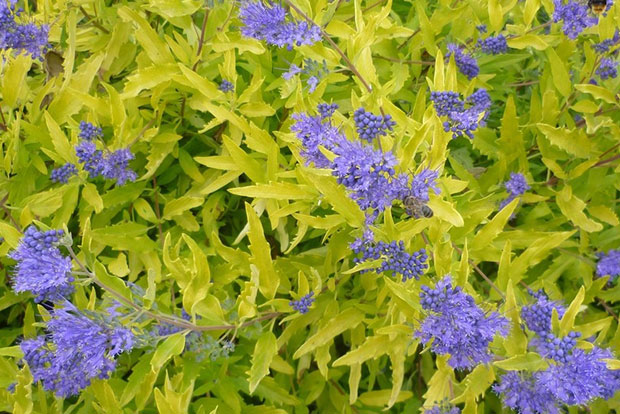 CARYOPTERIS x clandonensis Worcester Gold