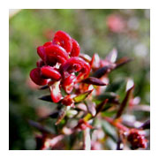 GREVILLEA Rondeau