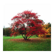 Amelanchier lamarckii