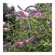 Buddleya davidii