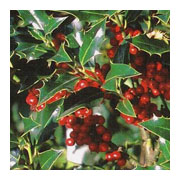 Ilex aquifolium Alaska