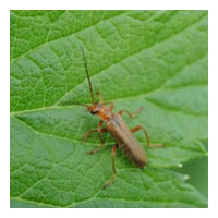Cantharis rustica (���������� �����������)